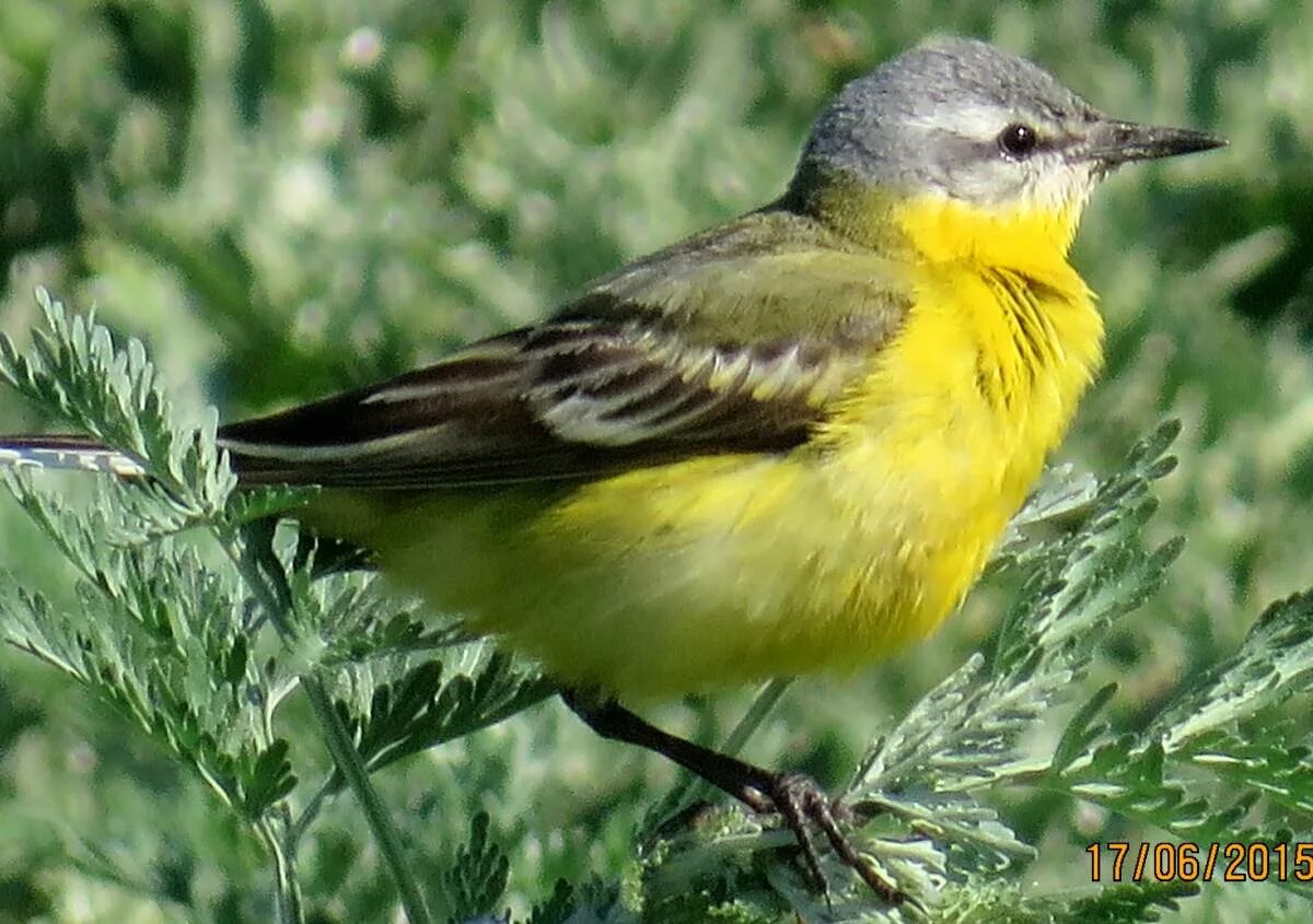 Название птички с желтой грудкой фото Yellow Wagtail (Motacilla flava). Birds of Siberia.