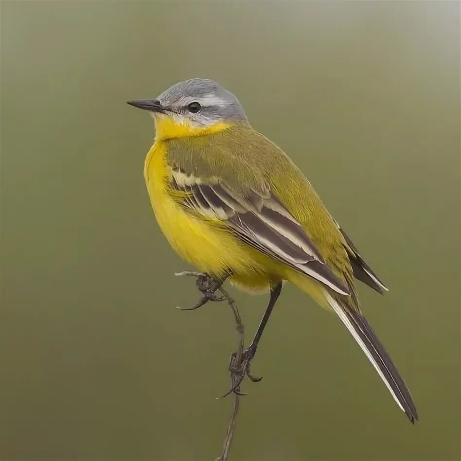 Название птички с желтой грудкой фото 10 parasta inspistä Pinterestissä: yellow wagtail