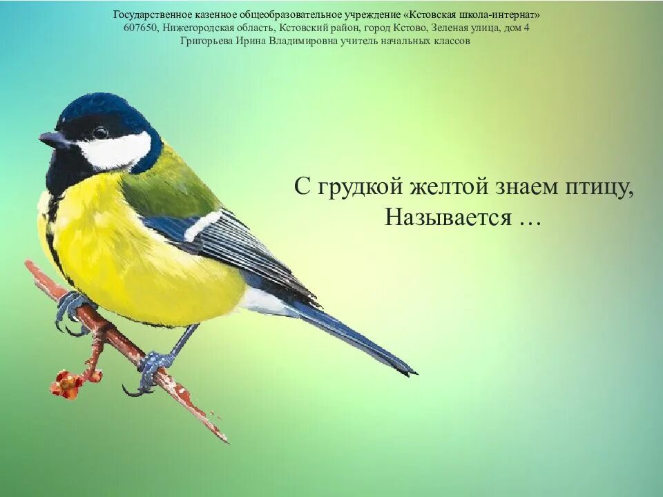 Название птички с желтой грудкой фото Картинки ЖЕЛТАЯ ПТИЧКА НЕ СИНИЦА