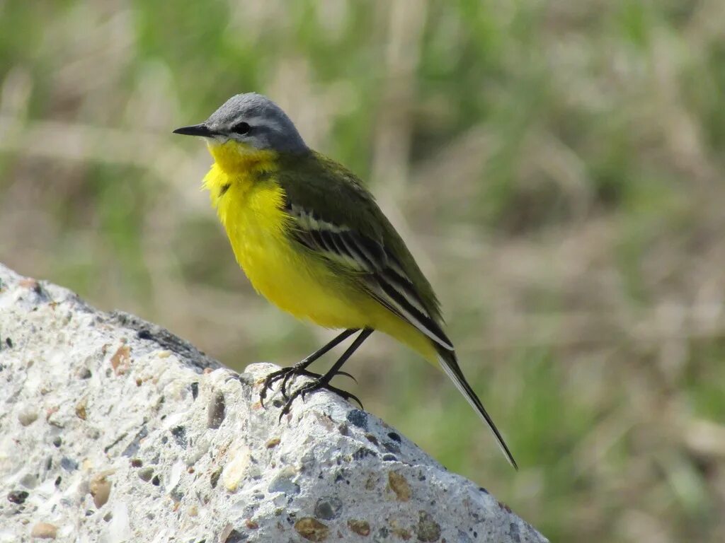 Название птички с желтой грудкой фото Yellow Wagtail (Motacilla flava). Birds of Siberia.