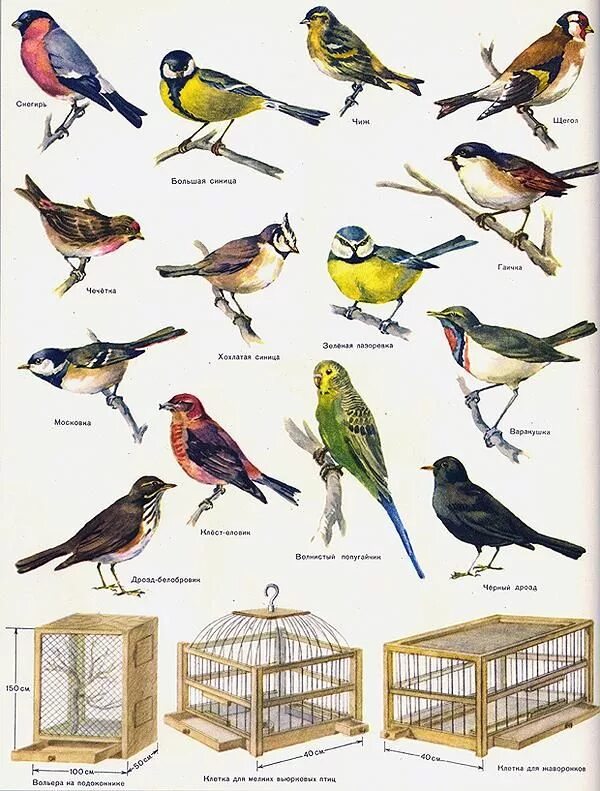 Название птиц летом фото Пин от пользователя Пинер на доске 306_BIRDS (ПТИЦЫ) Филиппинский орёл, Млекопит