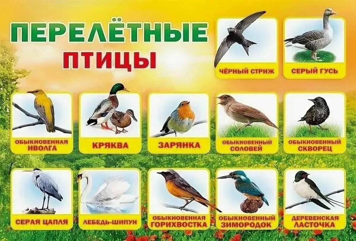 Название птиц летом фото Перелётные птицы" Викторина 2023, Атнинский район - дата и место проведения, про