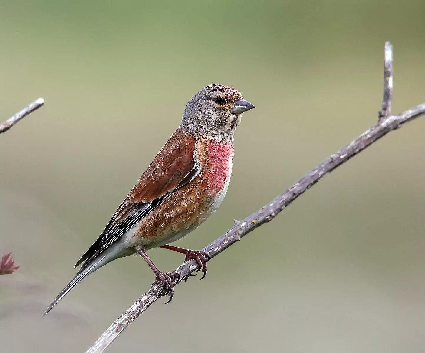 Название птицы с красной грудкой фото Файл:Carduelis cannabina -England -male-8.jpg - Википедия