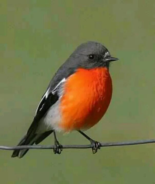 Название птицы с красной грудкой фото Australian robin Robin bird, Bird pictures, Exotic birds