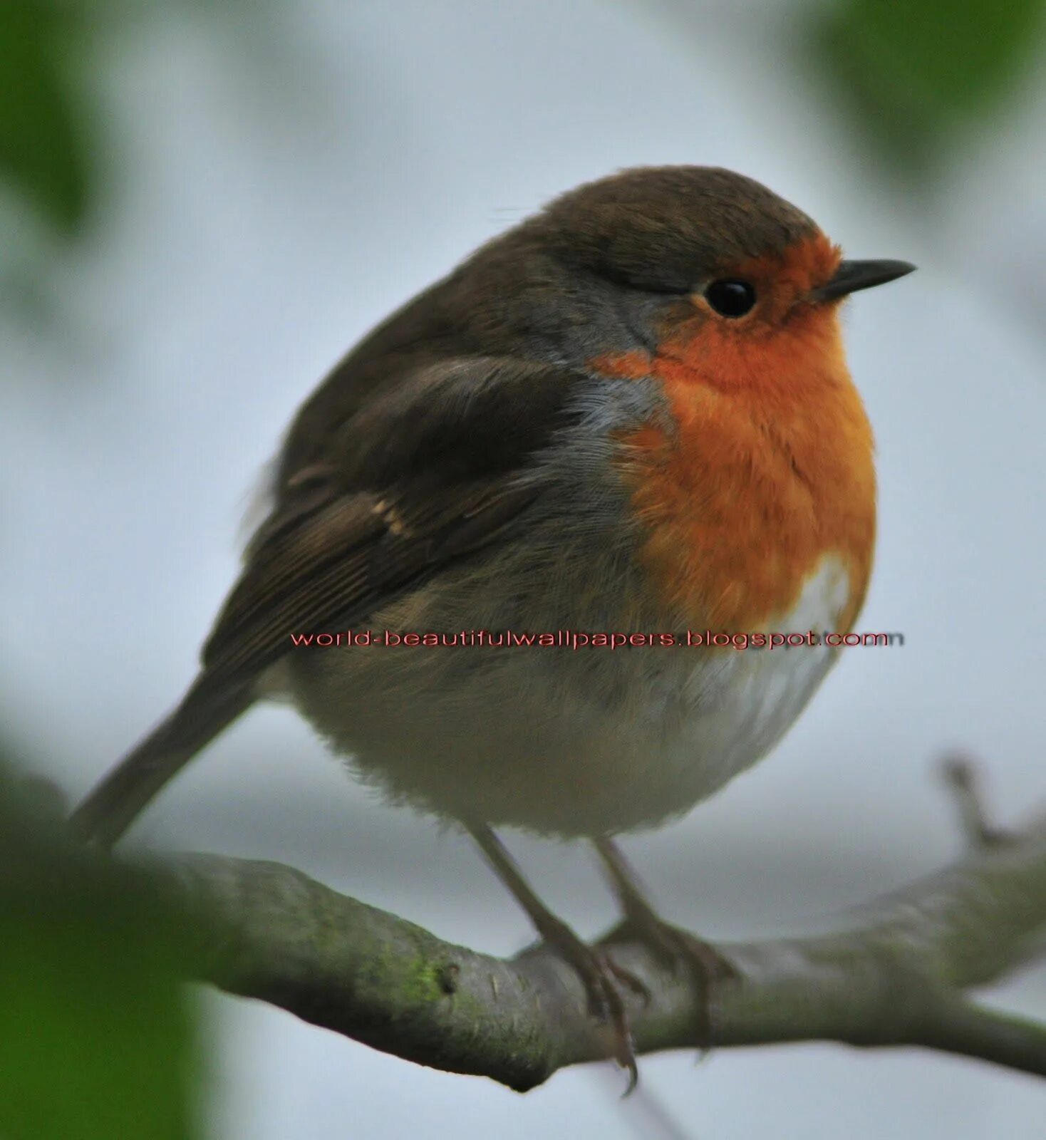 Название птицы с красной грудкой фото Robin Bird Wallpaper