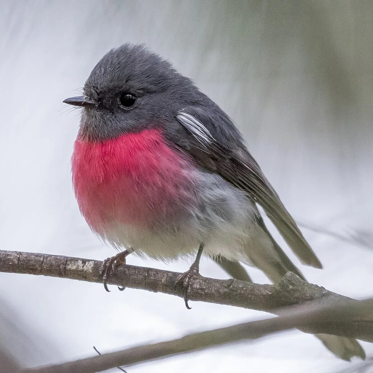 Название птицы с красной грудкой фото Файл:Male Rose Robin.jpg - Википедия