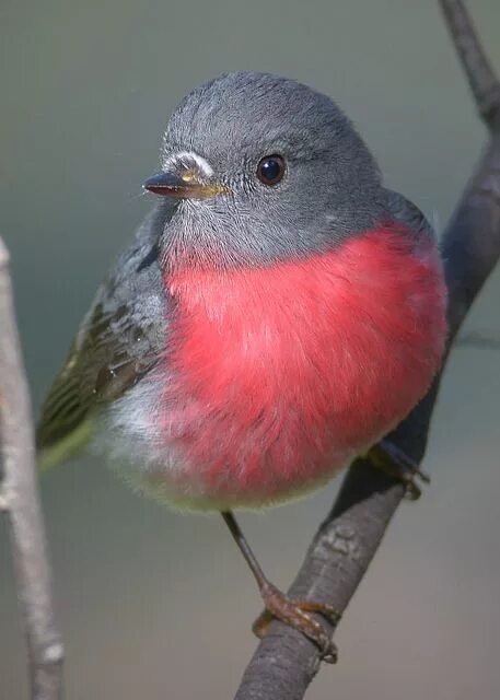 Название птицы с красной грудкой фото Rose Robin, Ambrose Beautiful birds, Nature birds, Colorful birds