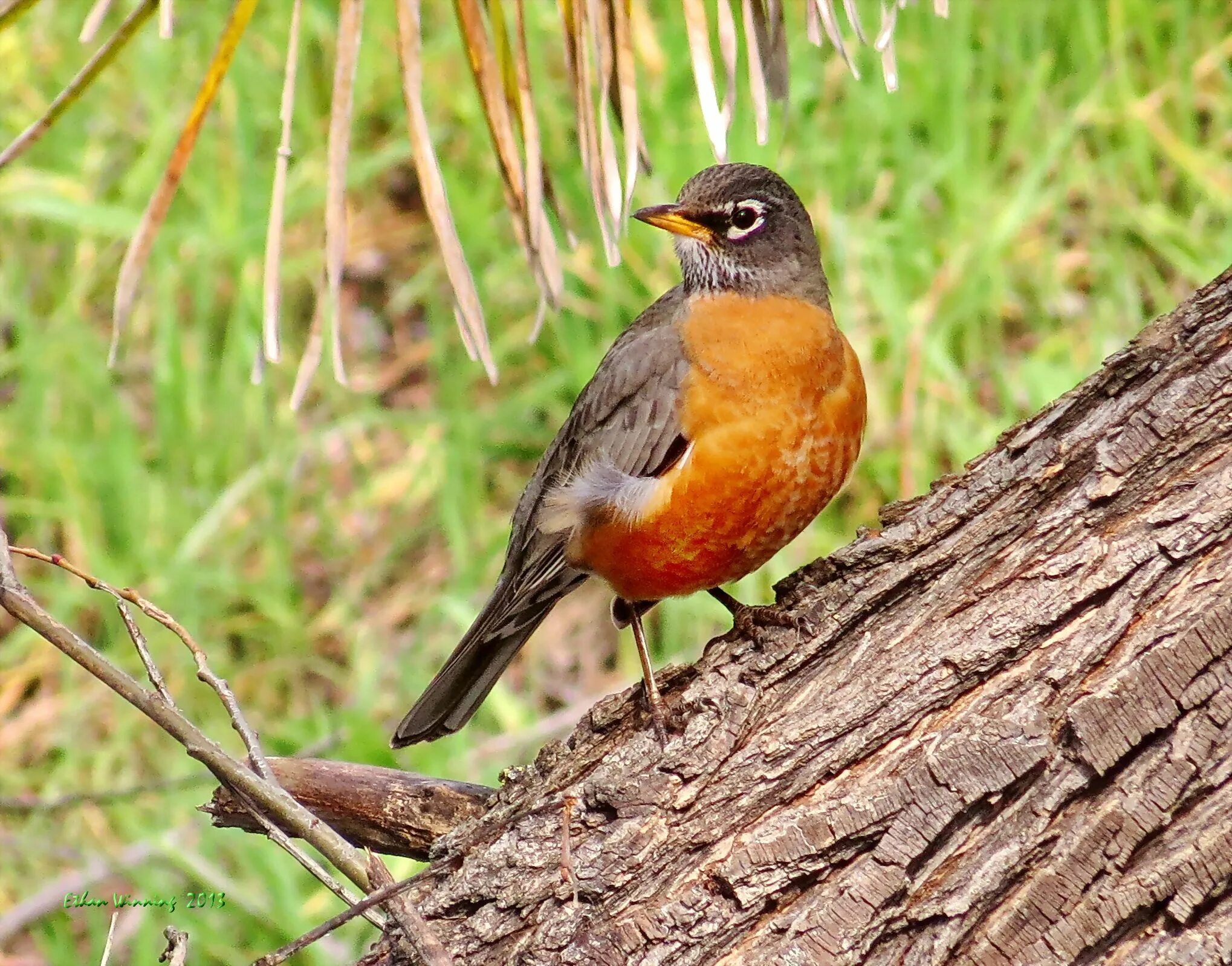 Название птицы с оранжевой грудкой фото American Robin on Downed Sycamore Tree the Internet Bird Collection (With images
