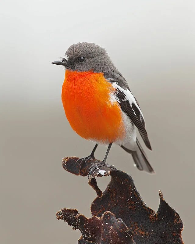 Название птицы с оранжевой грудкой фото File:Flame Robin, Eaglehawk Neck..jpg - Wikipedia