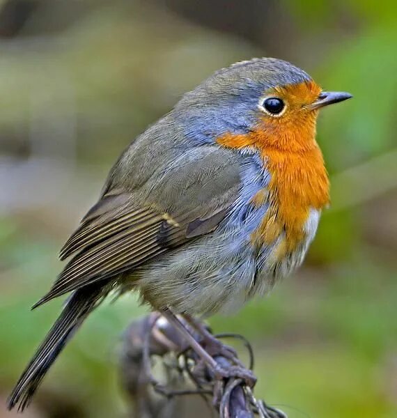 Название птицы с оранжевой грудкой фото Beautiful birds, Pretty birds, Bird pictures