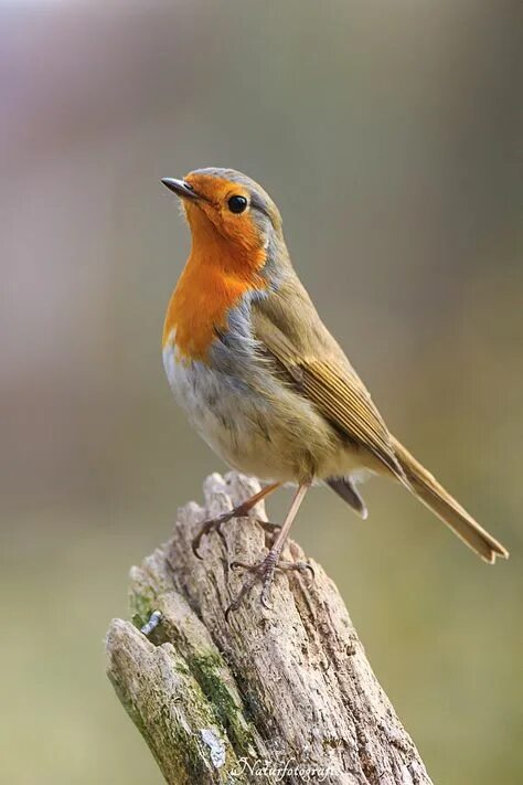 Название птицы с оранжевой грудкой фото 100 Birds inspiration ideas in 2021 birds, pet birds, beautiful birds