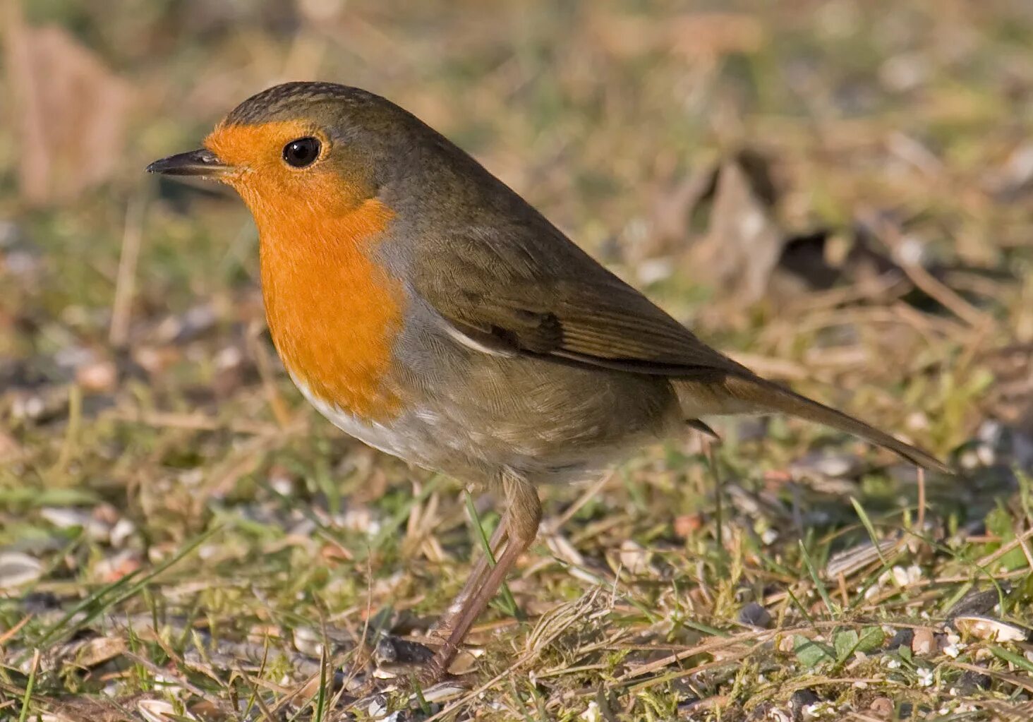 Название птицы с оранжевой грудкой фото Файл:European-Robin.jpg - Википедия