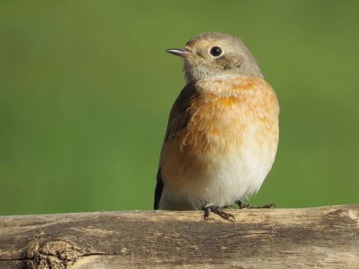 Название птицы с оранжевой грудкой фото Eurasian Redstart (Phoenicurus phoenicurus). Birds of Siberia.