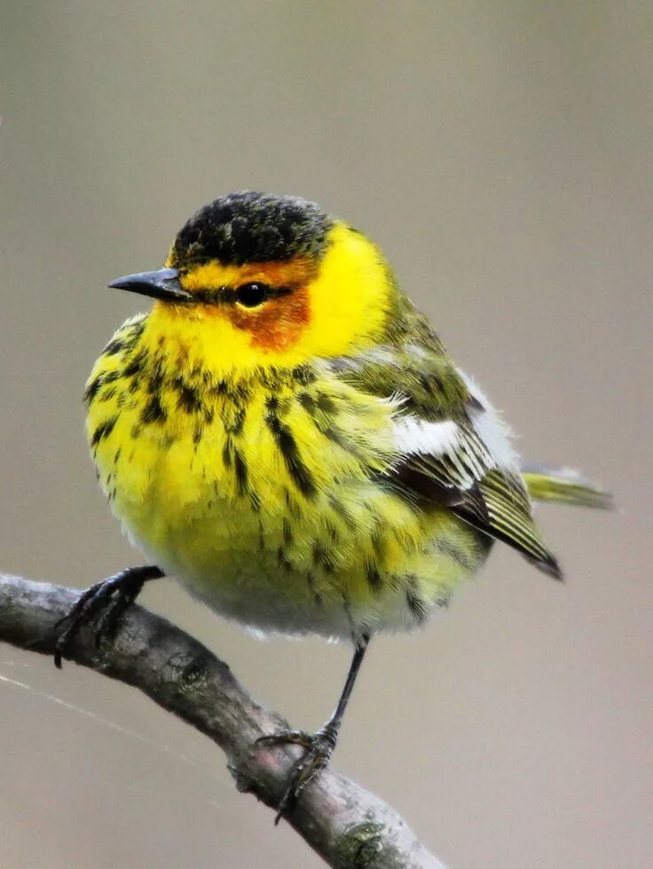 Название птицы с желтой грудкой фото Pin on BIRDS