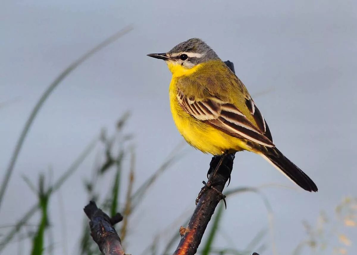 Название птицы с желтой грудкой фото Yellow Wagtail (Motacilla flava). Birds of Siberia.