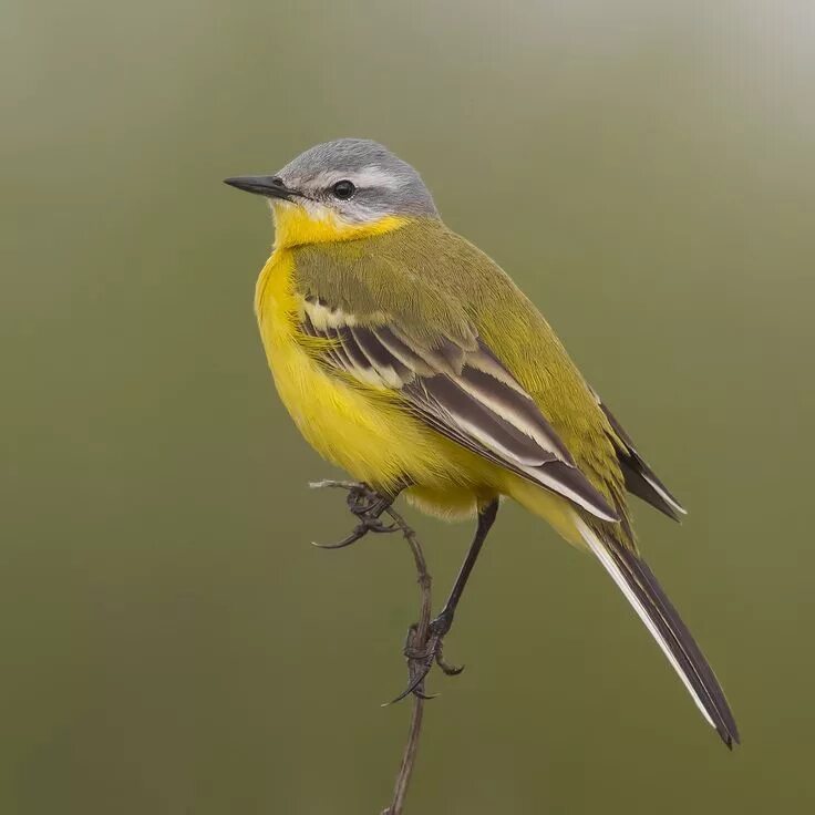 Название птицы с желтой грудкой фото emuwren Yellow wagtail, Pet birds, Beautiful birds