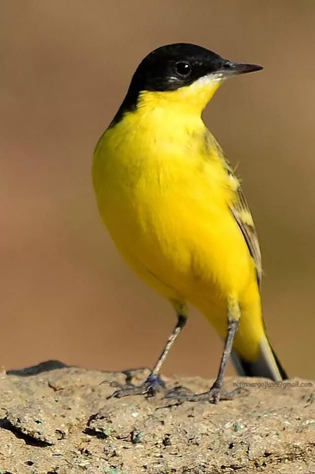 Название птицы с желтой грудкой фото Black headed yellow Wagtail. Wagtail, Yellow wagtail, Exotic birds