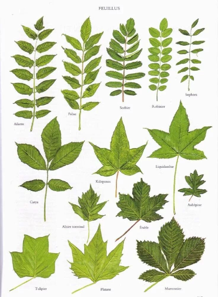 Название растений по листьям фото Quelques feuilles d’arbres. Feuille arbre, Reconnaitre les arbres, Feuilles darb