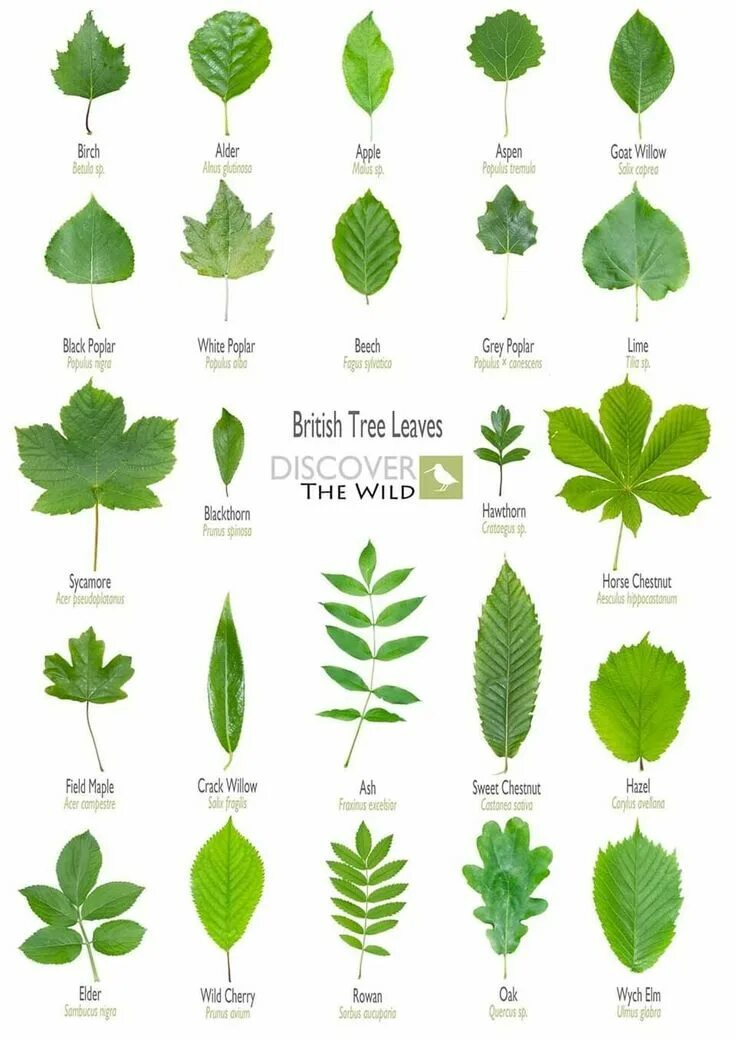 Название растений по листьям фото Pin by Linda Santoro on Flowering Landscape Ideas Tree leaf identification, Leaf