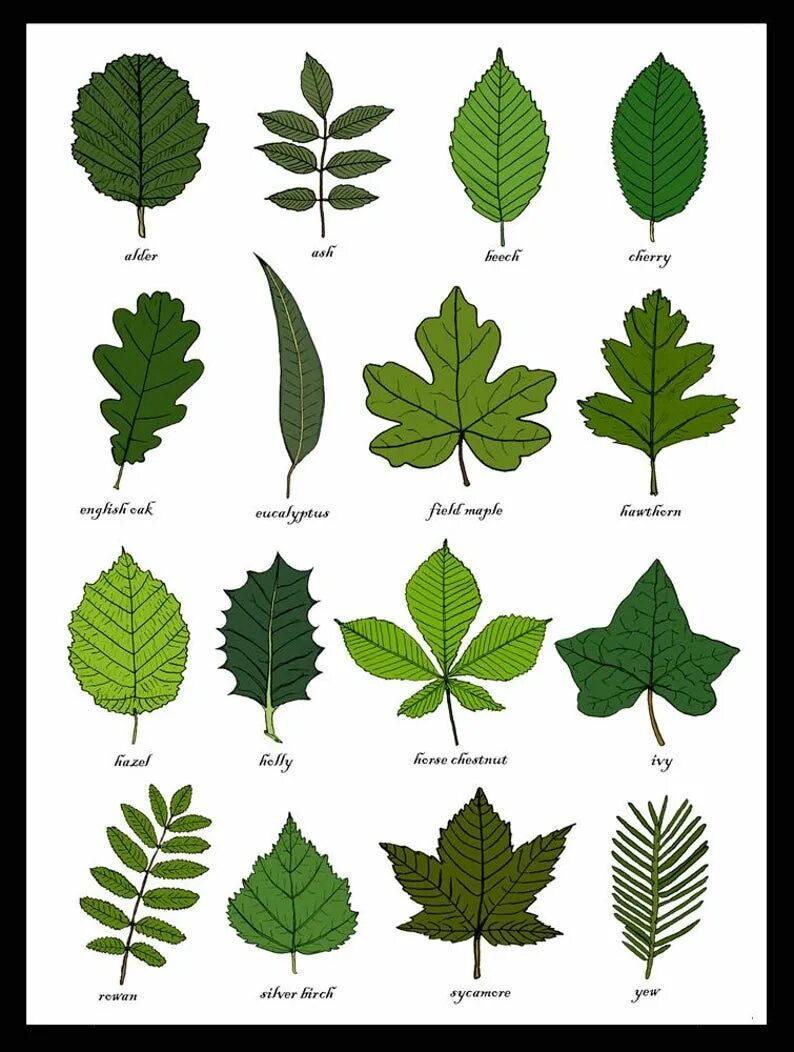 Название растений по листьям фото Leaves Identification Print Wall Art Chart Botanical Leaf Art Print Unframed - E