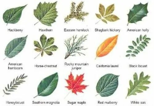 Название растений по листьям фото Tree identification, Leaf identification, Tree leaf identification