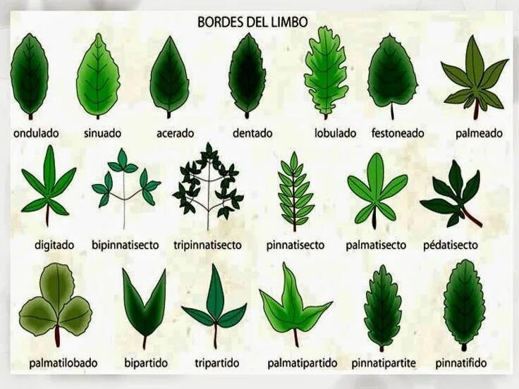 Название растений по листьям фото NSC 1 ° - Hojas para el Herbario Leaves, Foliage plants, Plant leaves