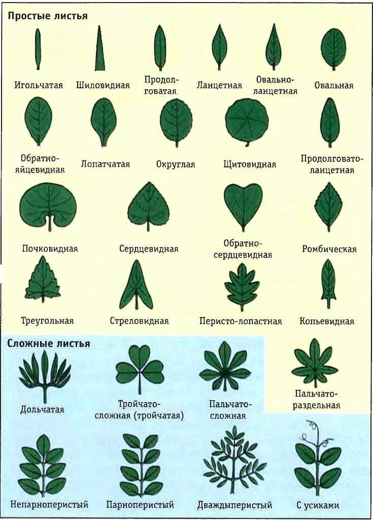 Название растений по листьям фото Биология Plant science, Beautiful girl drawing, Diy necklace display