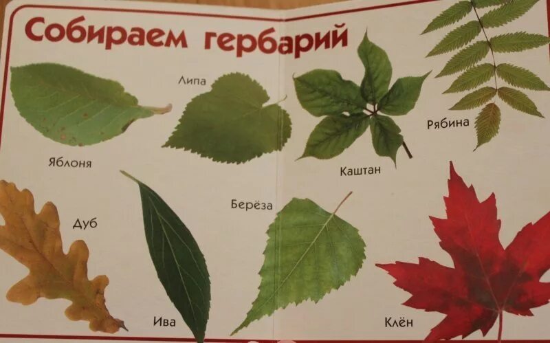Название растений по листьям фото Гербарий названия листьев