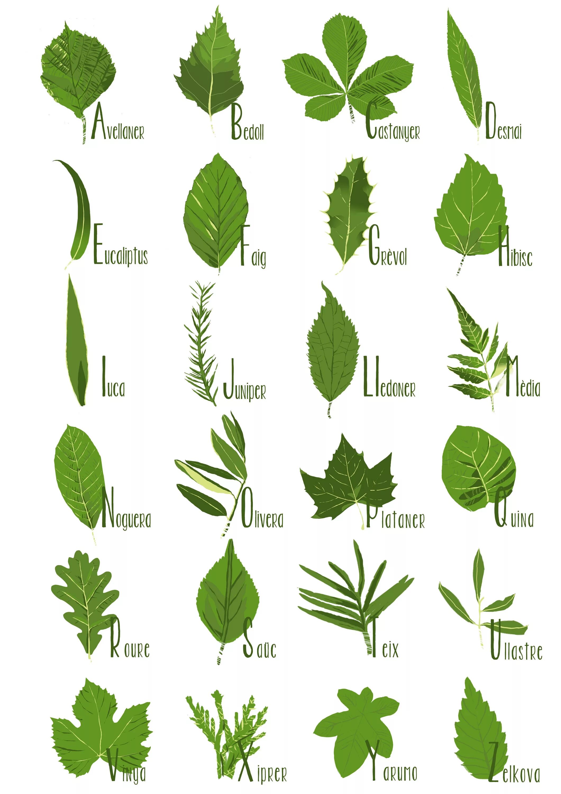 Название растений по листьям фото Abecedari de fulles www.tintasonora.com Plant leaves, Leaf identification, Trees