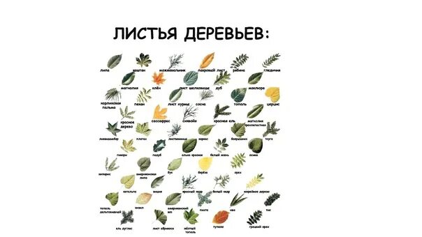 Название растений по листьям фото Картинки НАЗВАНИЯ ЛИСТЬЕВ ДЕРЕВЬЕВ 1 КЛАСС