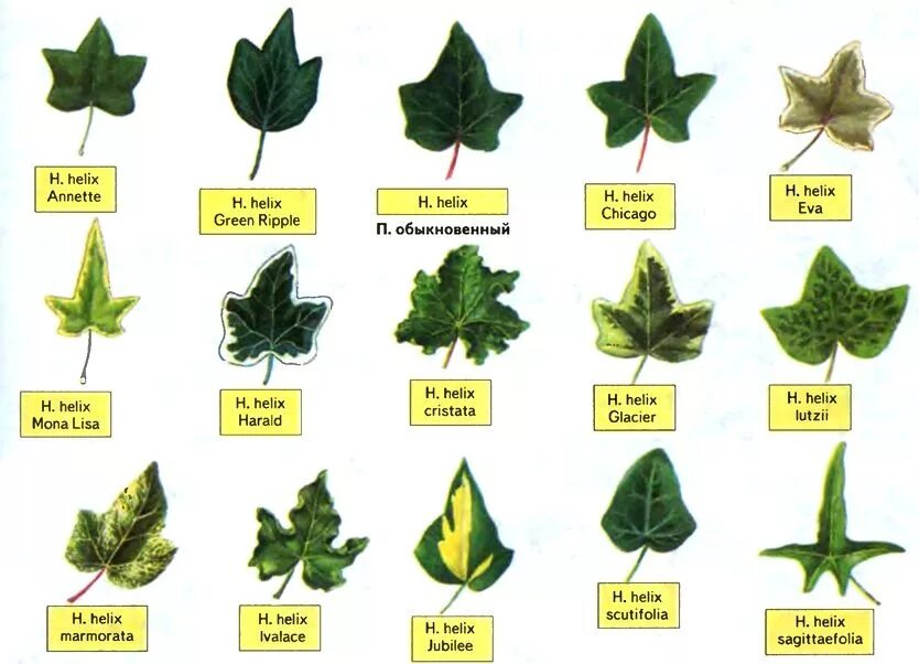 Название растений по листьям фото kinds of ivy (hedera) Ivy plants, Ivy plant indoor, Plants