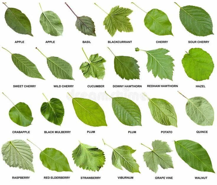 Название растений по листьям фото Collage De Las Hojas Verdes De árboles Con Nombres Foto de archivo - Imagen de p