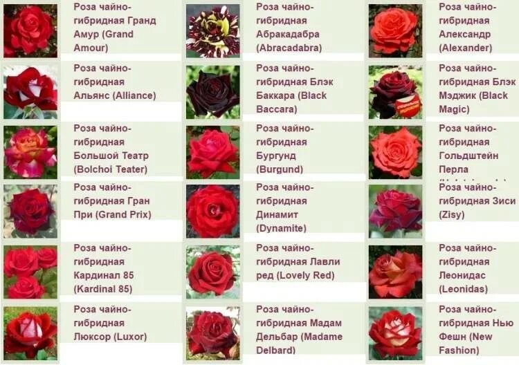 Название роз с фото и описанием Название розы по картинке