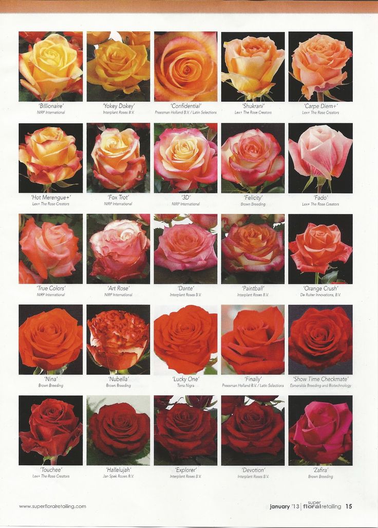 Название роз с фото и описанием Orange to red roses - flower classroom: 2013 New Rose Varieties, published in Su