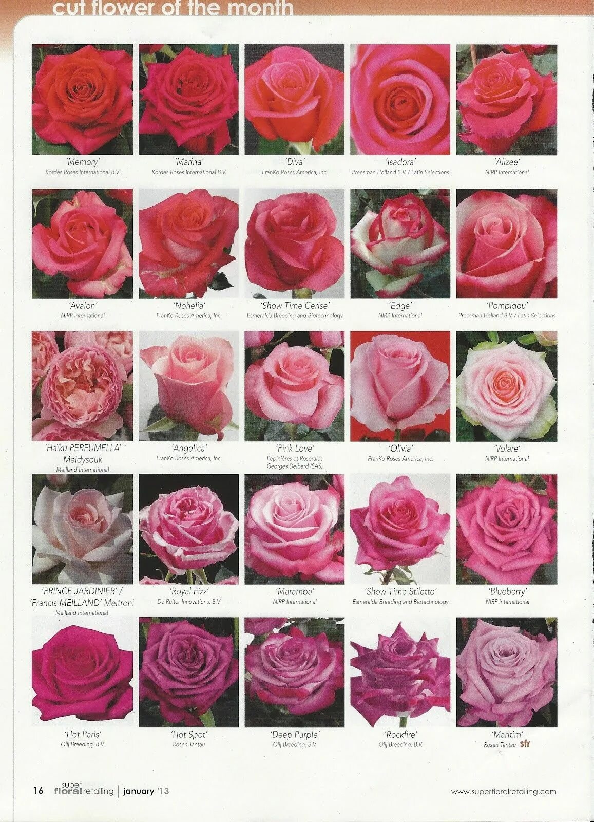 Название роз с фото и описанием Pin on Flowers Rose varieties, Types of roses, Wedding flower types