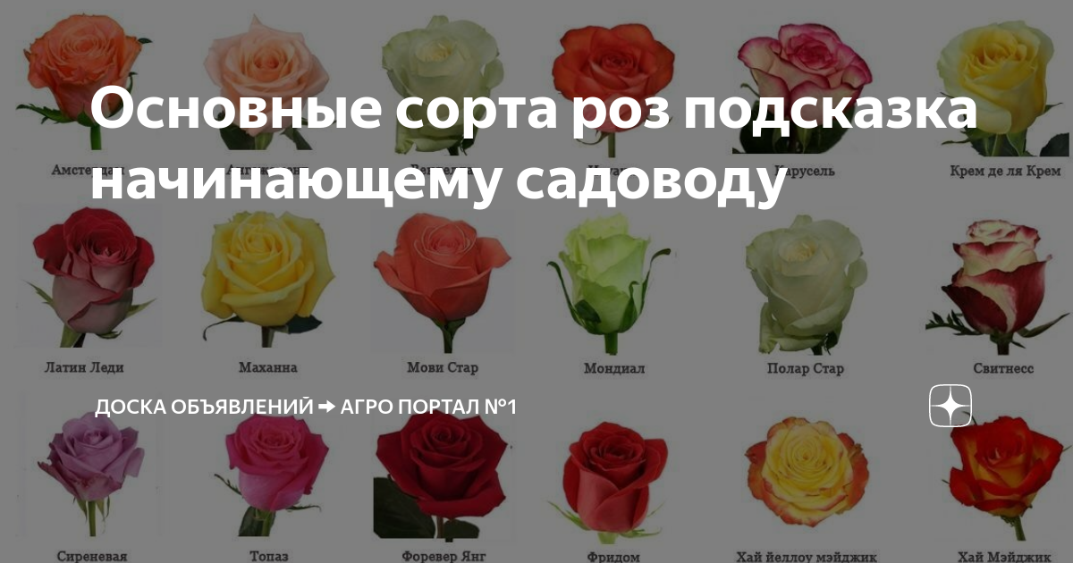Название роз с фото и описанием Основные сорта роз подсказка начинающему садоводу https://agro-sales.ru Дзен