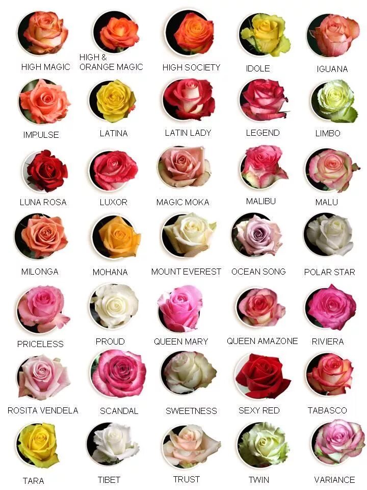 Название роз с фото и описанием type of roses Fiori, Giardino secco, Fiori rosa