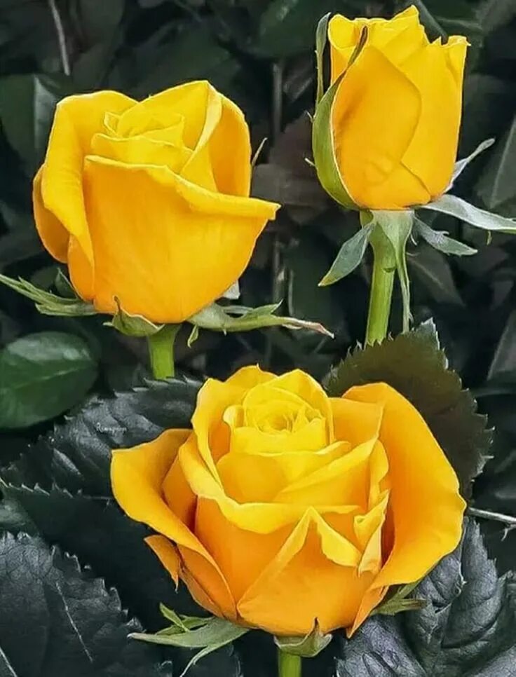 Название роз желтого цвета фото сорта Rosas Amarillas Yellow roses, Beautiful rose flowers, Flowers nature