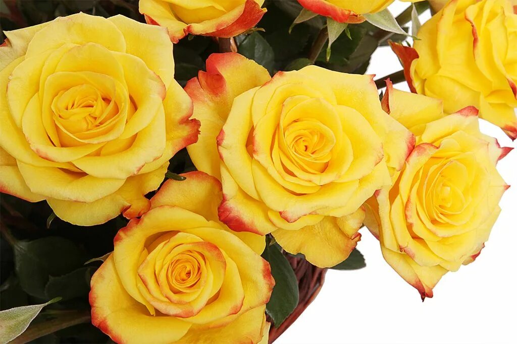 Название роз желтого цвета фото сорта Букет 51 роза Хай Еллоу в корзине купить по цене 17 390 руб Круглосуточная доста