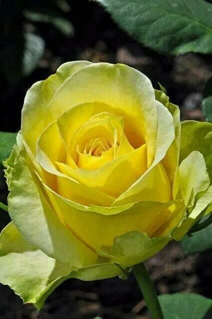 Название роз желтого цвета фото сорта Pin by Regina Riofrio on las mejores Rosas Beautiful rose flowers, Yellow roses,