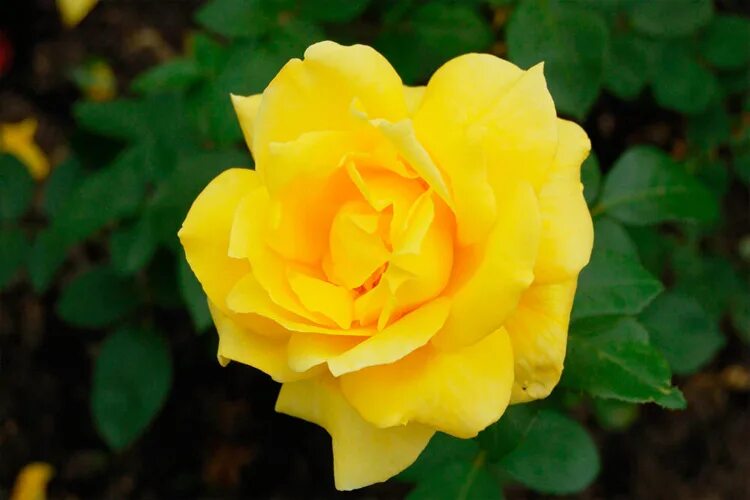 Название роз желтого цвета фото сорта Роза чайно-гибридная Марко Поло (Rosa Hybrid Marco Polo) ОКС Topalovic - Питомни