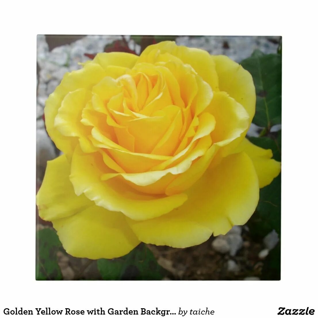 Название роз желтого цвета фото сорта Golden Yellow Rose with Garden Background Ceramic Tile Zazzle.com Yellow roses, 