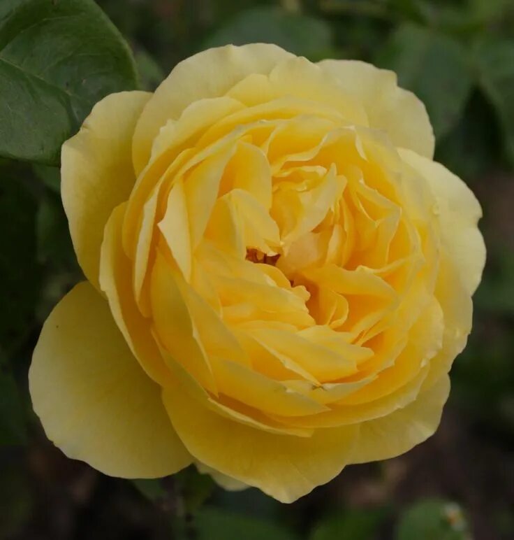 Название роз желтого цвета фото сорта Сорта желтых роз. / Souvenir de Marcel Proust Rose, Flora, Flowers