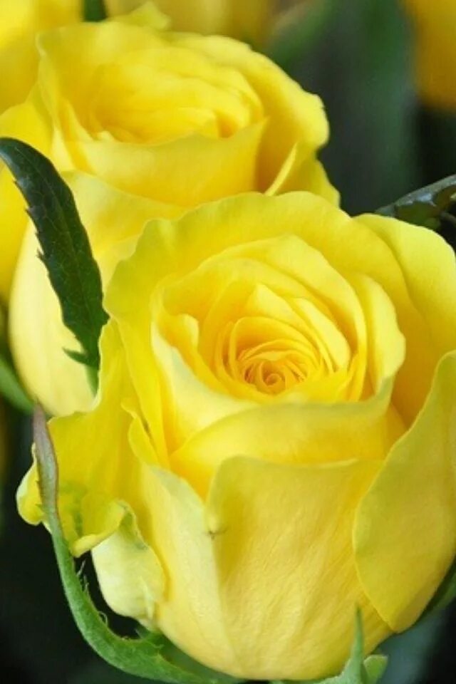 Название роз желтого цвета фото сорта Pin by M.H.Admani Admani on Beatiful and Clourful Flowers Yellow rose bouquet, Y