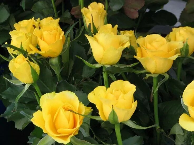 Название роз желтого цвета фото сорта ge - მხოლოდ პოზიტივი Flowers, Rose, Plants
