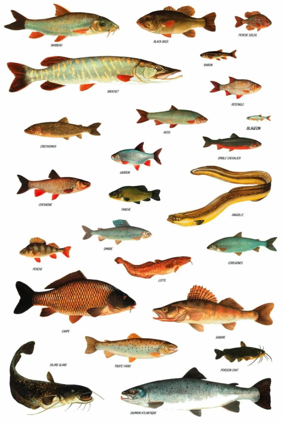 Название рыб на русском и фото Les poissons