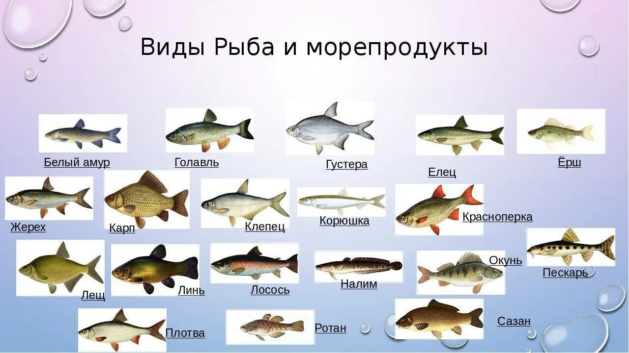 Название рыб на русском и фото Yredirect true clid