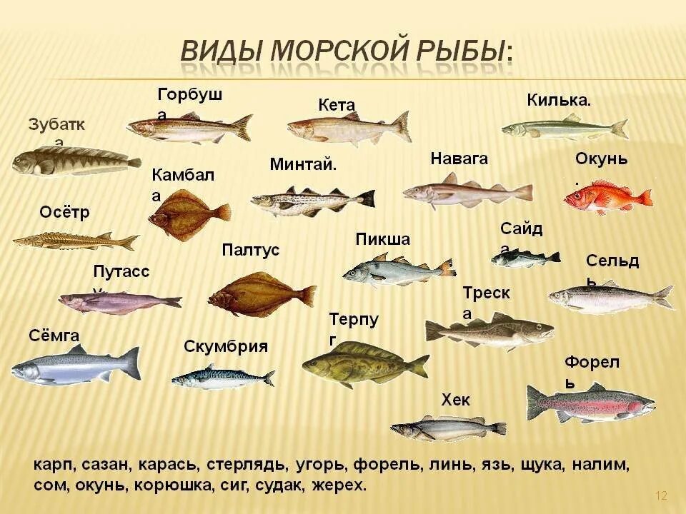 Название рыб на русском и фото Картинки КАКАЯ РЫБА НАЗЫВАЕТСЯ
