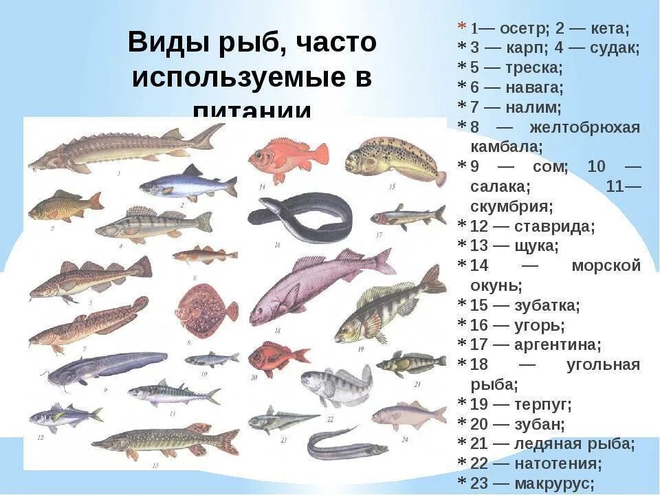 Название рыб на русском и фото Как называется рыба морской