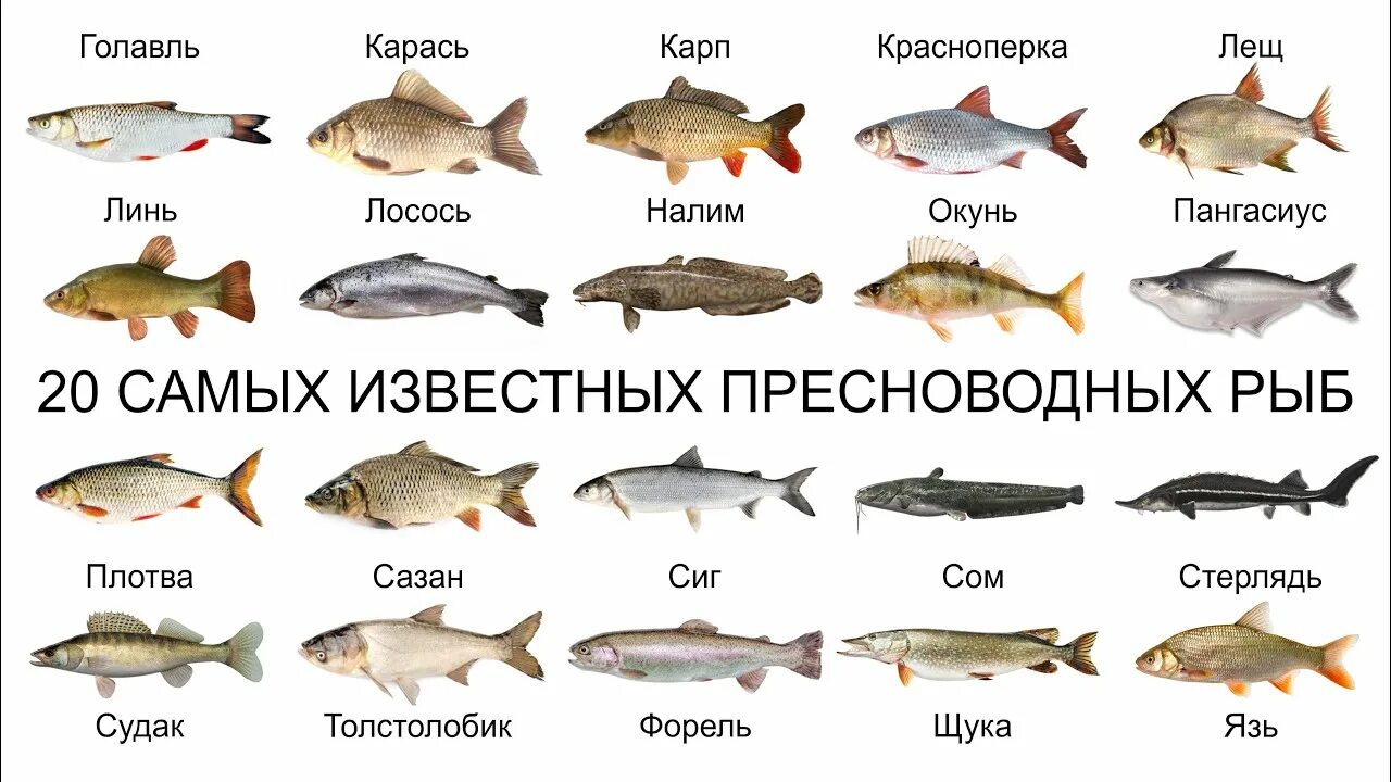 Название рыб на русском и фото Топ 20 САМЫХ ИЗВЕСТНЫХ ПРЕСНОВОДНЫХ РЫБ - YouTube